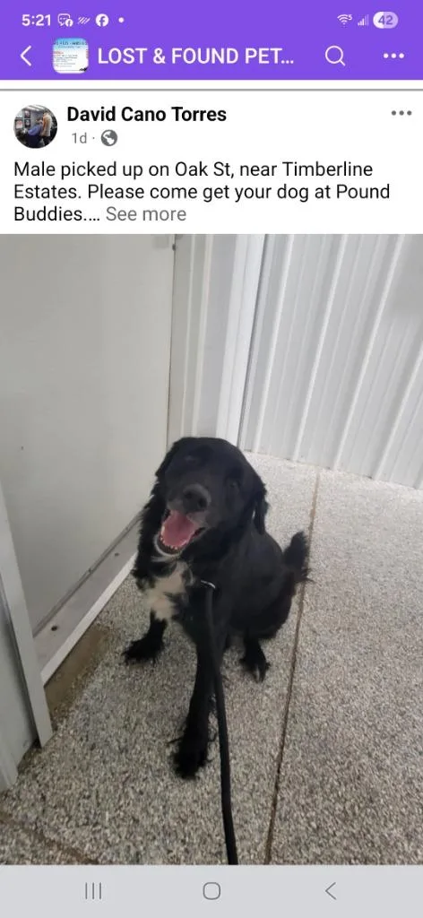 An adult medium-sized male Retriever dog named Aaron for adoption in Muskegon, MI