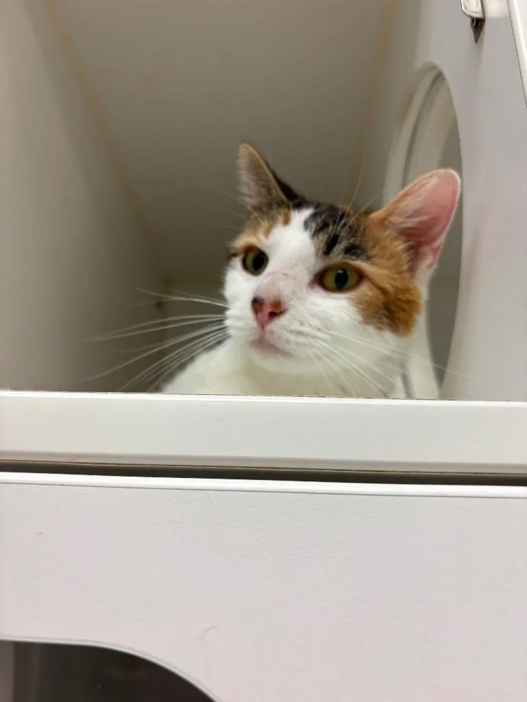 A young medium-sized female Domestic Short Hair cat named Camie for adoption in Johnson City, TN