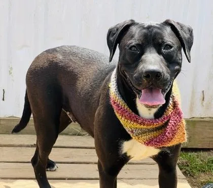 A young medium-sized male Labrador Retriever dog named Loaf $ for adoption in Seneca, SC