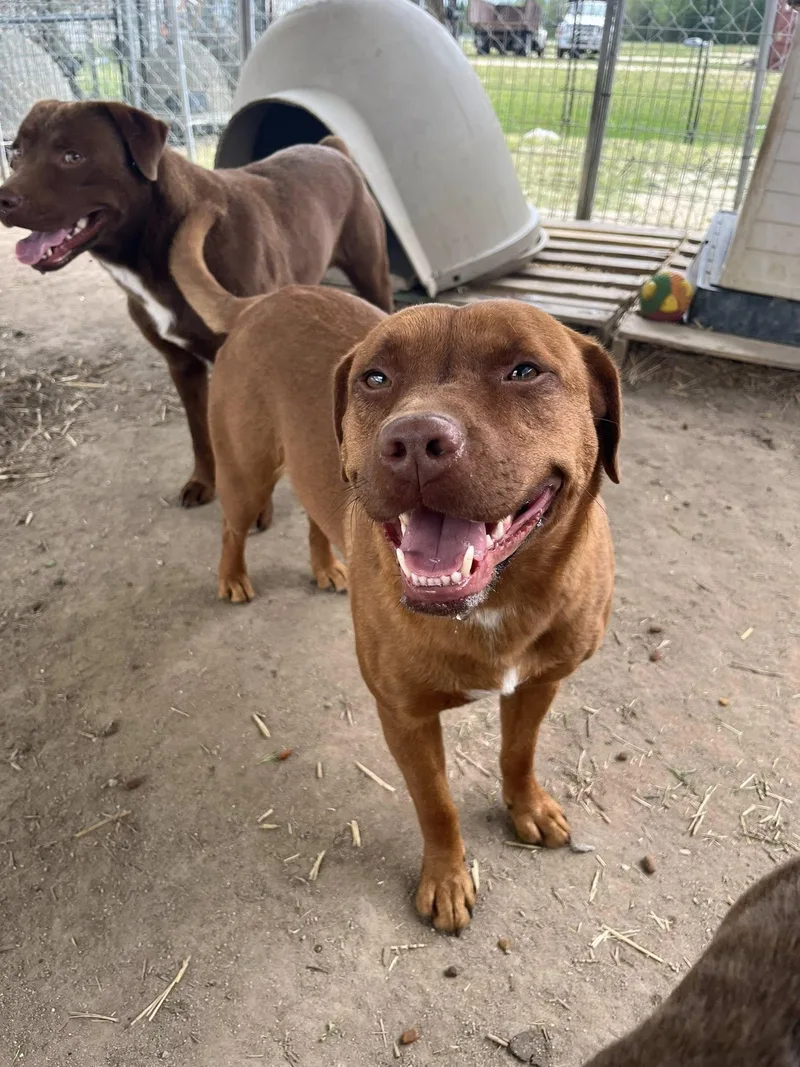 An adult medium-sized female Brown / Chocolate Mixed Breed dog named Starr for adoption in Mullins, SC