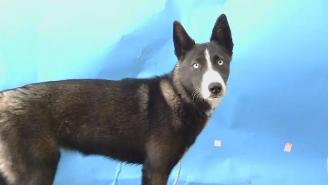 A young medium-sized female Siberian Husky dog named Tyra for adoption in Gardena, CA