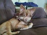 An adult small-sized male Chihuahua dog named Tommy for adoption in Newport, KY