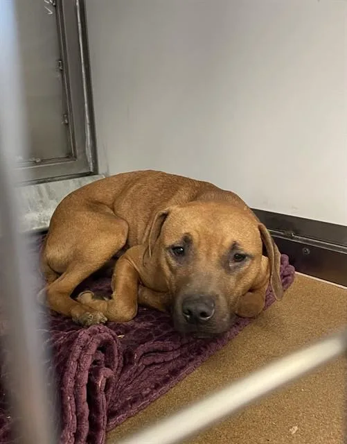 A young medium-sized male Pit Bull Terrier dog named Chive for adoption in San Jose, CA