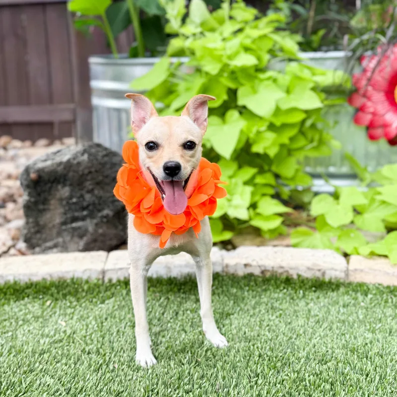 A young small-sized female Yellow / Tan / Blond / Fawn Chihuahua dog named Blondie for adoption in Southport, CT