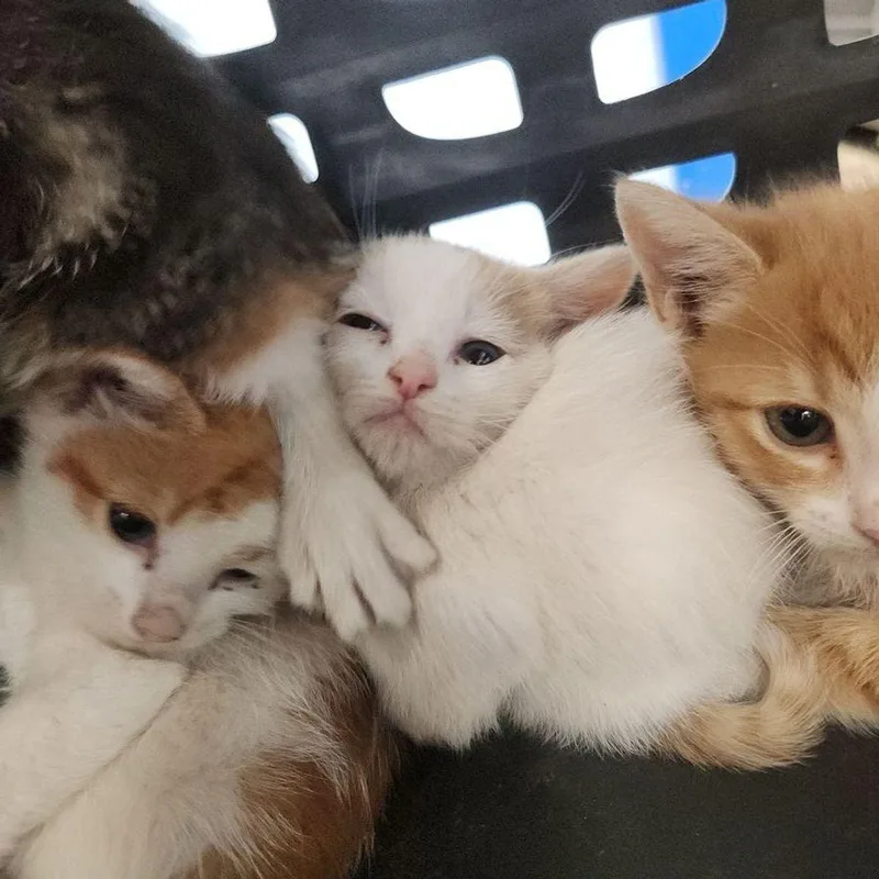 A young small-sized male White Domestic Short Hair cat named Tiger for adoption in Kingman, AZ