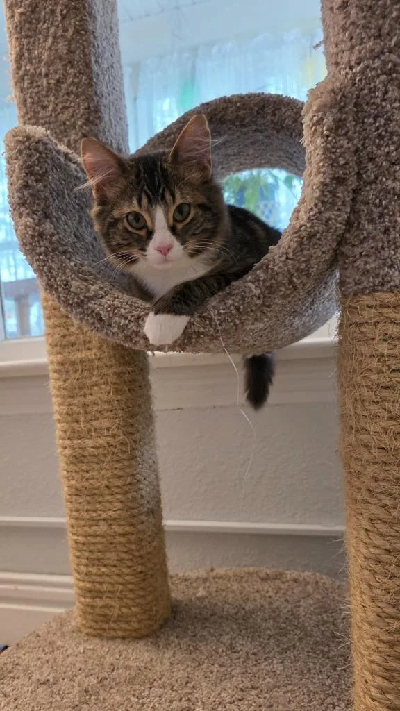Daphne