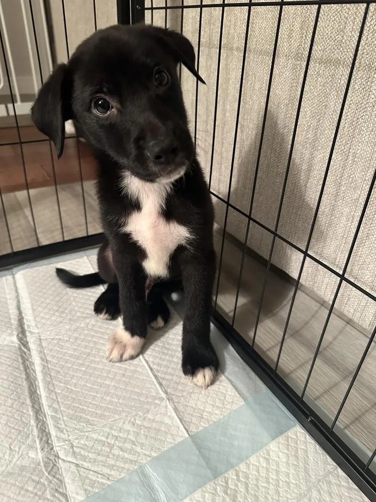 A baby medium-sized male Mixed Breed dog named Gunslinger for adoption in Amherst, NY