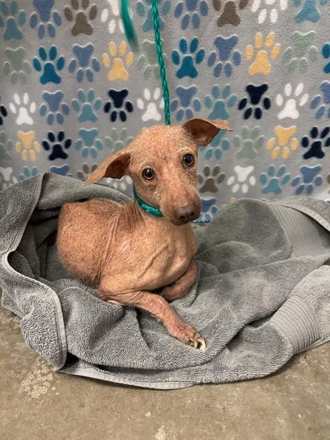 An adult small-sized male Chihuahua dog named Max for adoption in Rosenberg, TX