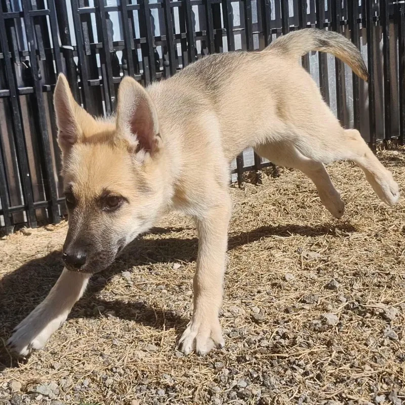 A baby medium-sized male Apricot / Beige Siberian Husky dog named Light Face Puppy for adoption in Weatherford, TX