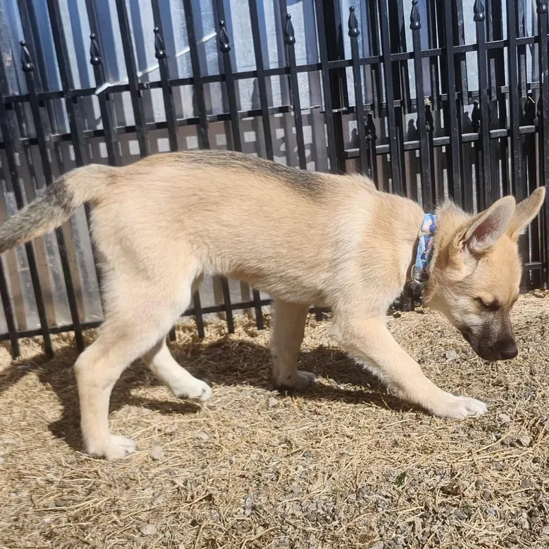 Light Face Puppy thumbnail 2