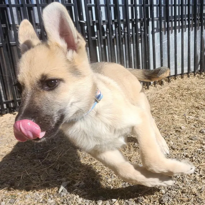 Light Face Puppy thumbnail 5
