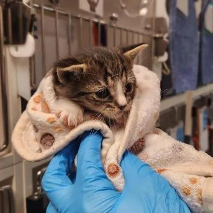 A baby small-sized male Brown / Chocolate Domestic Short Hair cat named Boots for adoption in Tacoma, WA