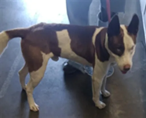 A young large-sized male Pit Bull Terrier dog named Skipper for adoption in Los Angeles, CA