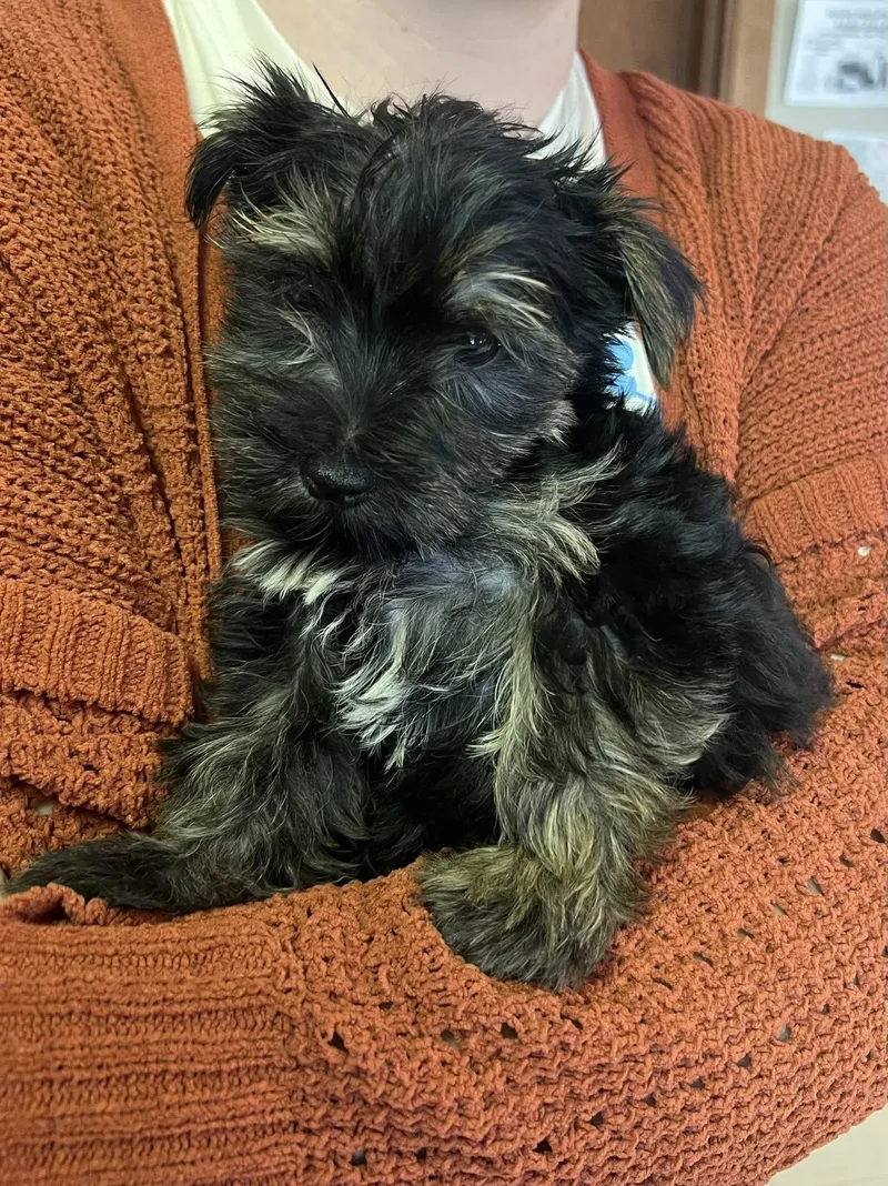 A baby small-sized male Yorkshire Terrier dog named Blu for adoption