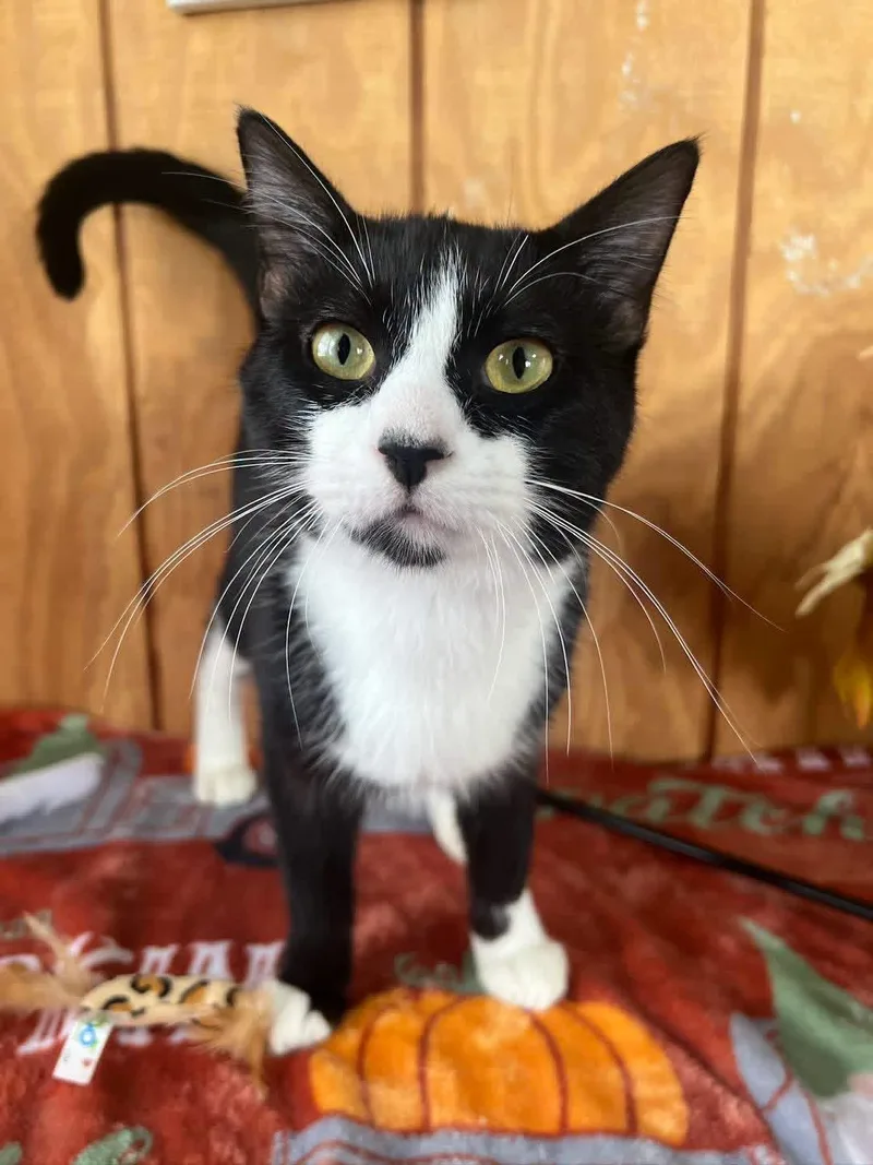 A young medium-sized male Tuxedo cat named Soup for adoption in Sullivan, MO