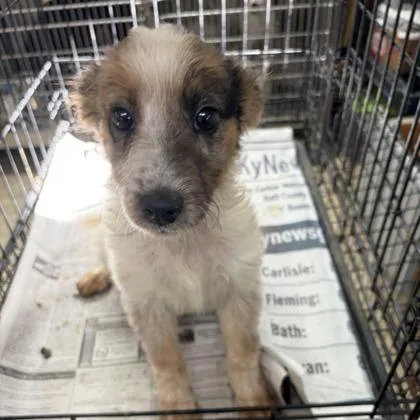 A young small-sized male Tricolor (Brown, Black, & White) Mixed Breed dog named Cooper for adoption in Lansing, MI