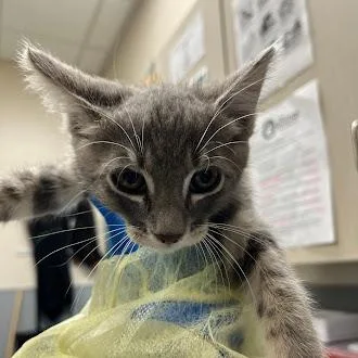 A baby small-sized male Domestic Medium Hair cat named Gazpacho for adoption in Las Vegas, NV