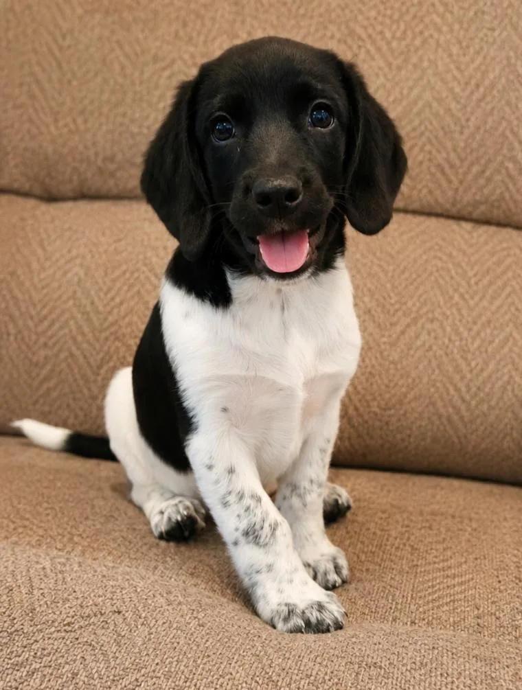 A baby medium-sized male Harlequin Beagle dog named Hudson for adoption in CHURCHVILLE, NY