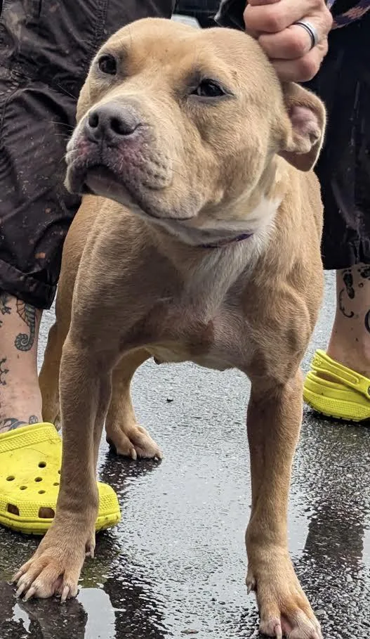 An adult medium-sized female Yellow / Tan / Blond / Fawn Pit Bull Terrier dog named Allie for adoption in New Windsor, NY