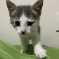 A baby medium-sized female Gray & White Domestic Short Hair cat named Kay for adoption in Germansville, PA
