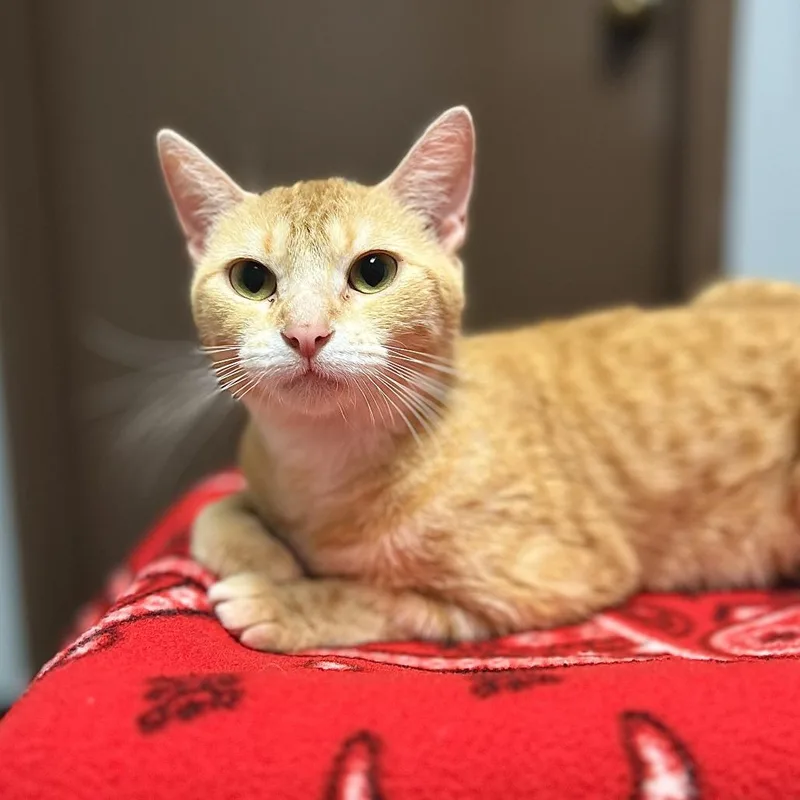 An adult medium-sized female Orange / Red Domestic Short Hair cat named Carolina for adoption in Fargo, ND