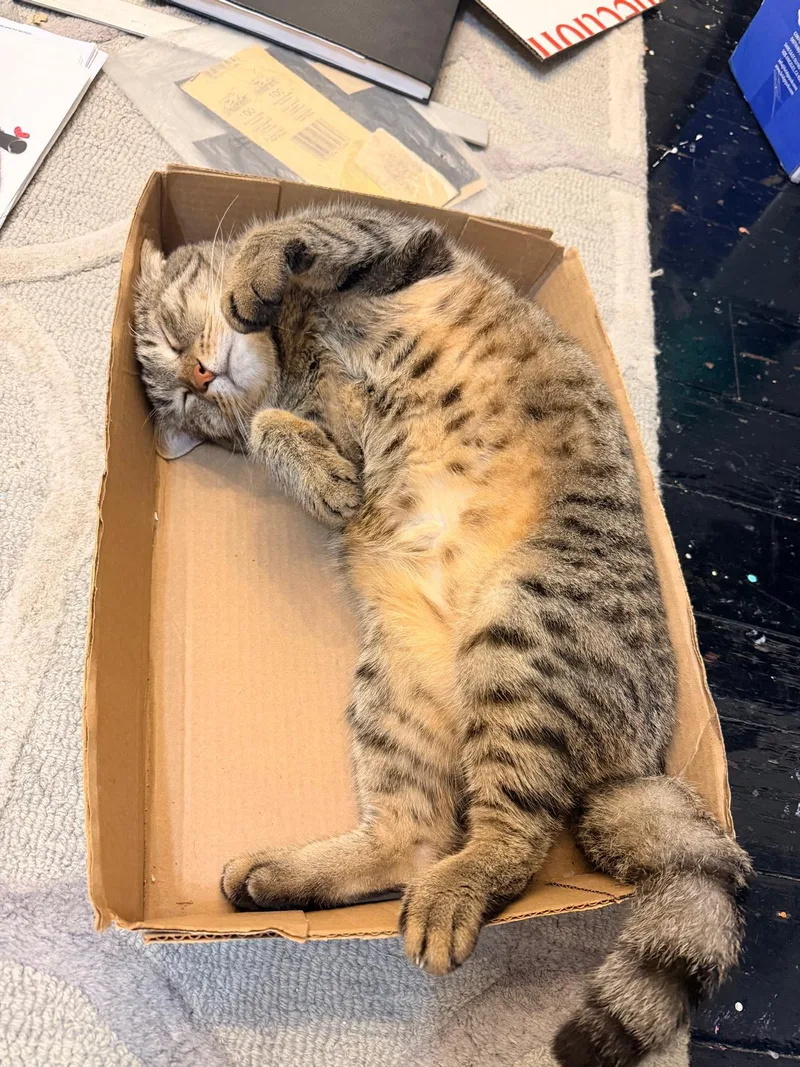An adult medium-sized female Domestic Short Hair cat named Sky for adoption in New York, NY