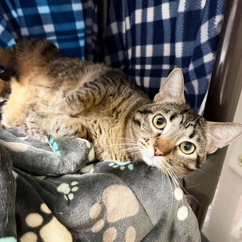 A young medium-sized female Tabby (Brown / Chocolate) Domestic Short Hair cat named Mazie  Waiting For for adoption in Oshkosh, WI