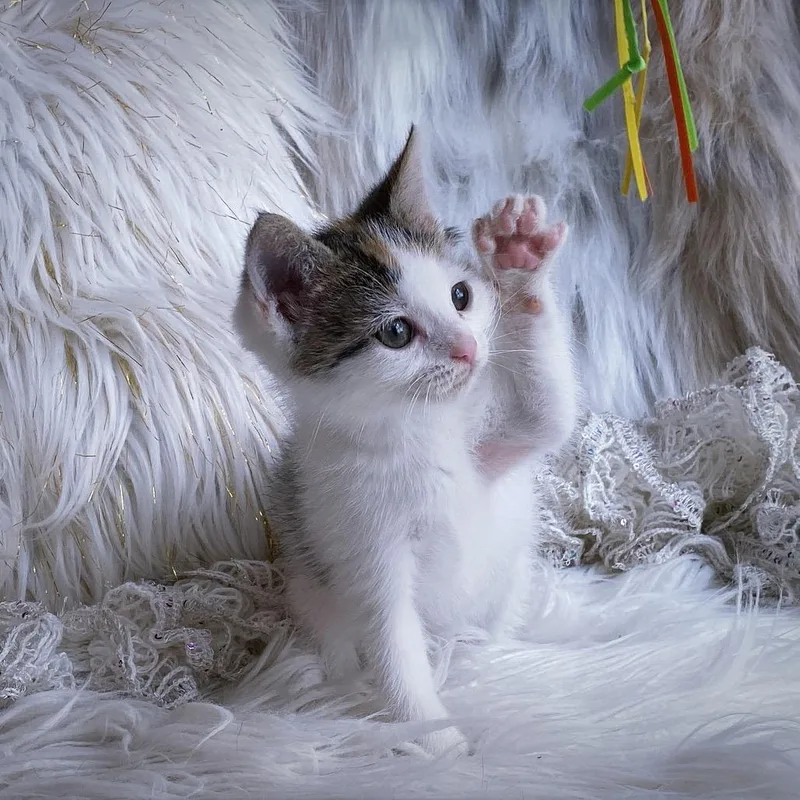 A baby small-sized female Calico Domestic Short Hair cat named Butter for adoption in Huntsville, AL