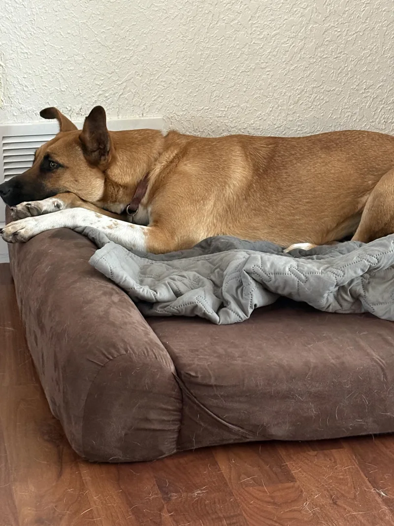 A young medium-sized female Yellow / Tan / Blond / Fawn Australian Kelpie dog named Sugar for adoption in Farmington, MO