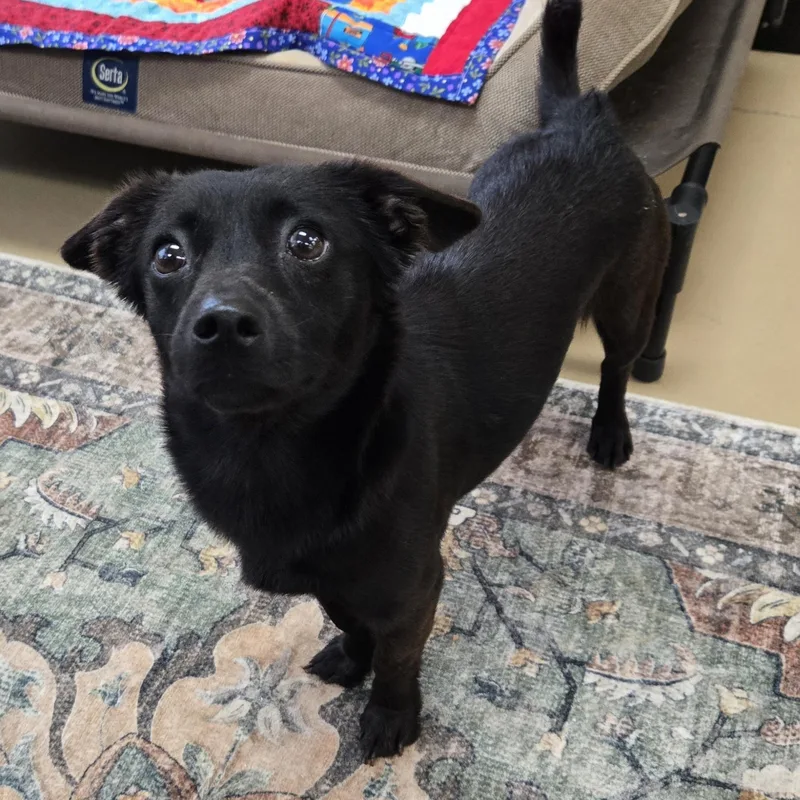 An adult small-sized female Black Dachshund (Miniature Long Haired) dog named Expresso for adoption in Xenia , OH