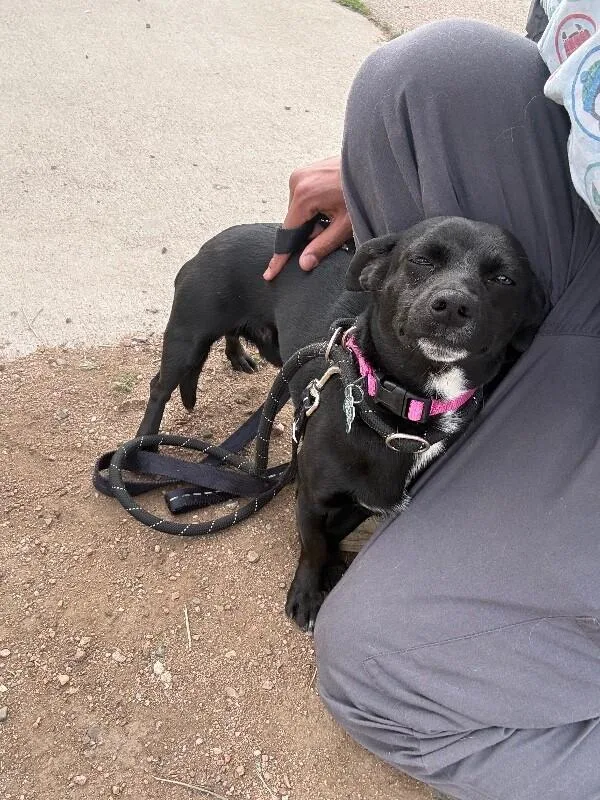 An adult medium-sized male Black Chihuahua dog named Benito for adoption in Fort Collins, CO