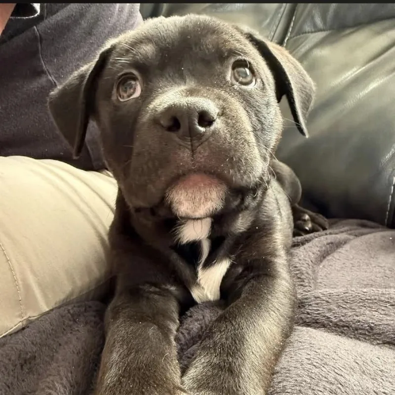 A baby small-sized male Pit Bull Terrier dog named Twitch for adoption in Parker, CO