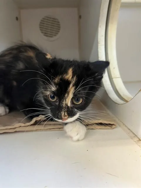 Coco