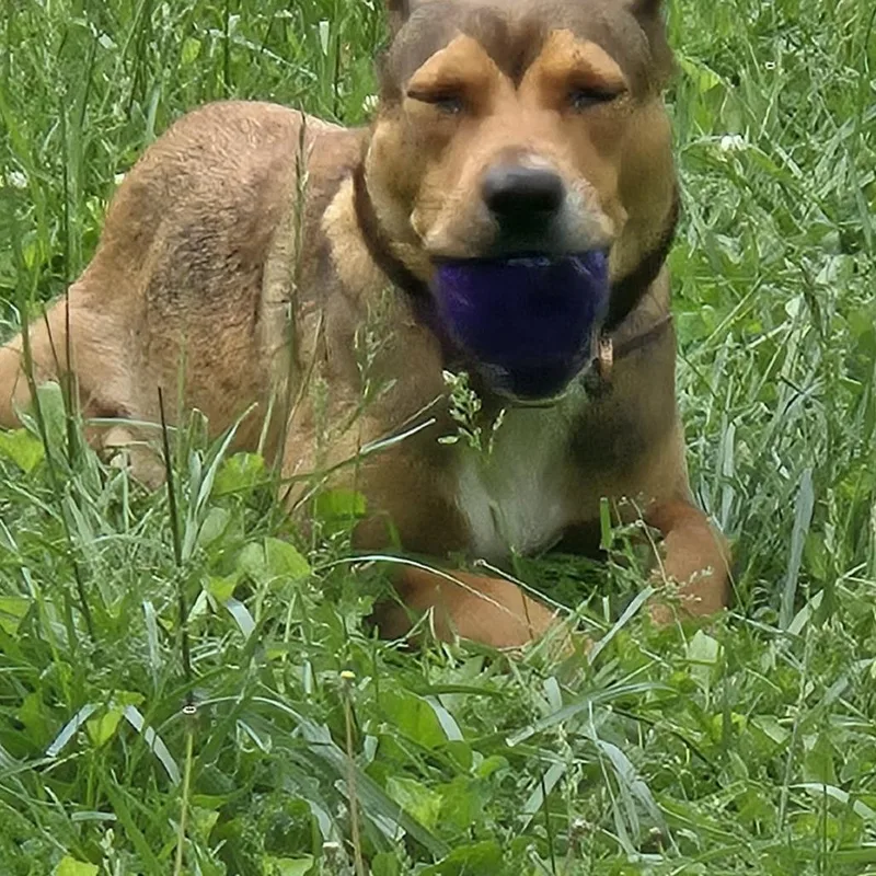 Lola