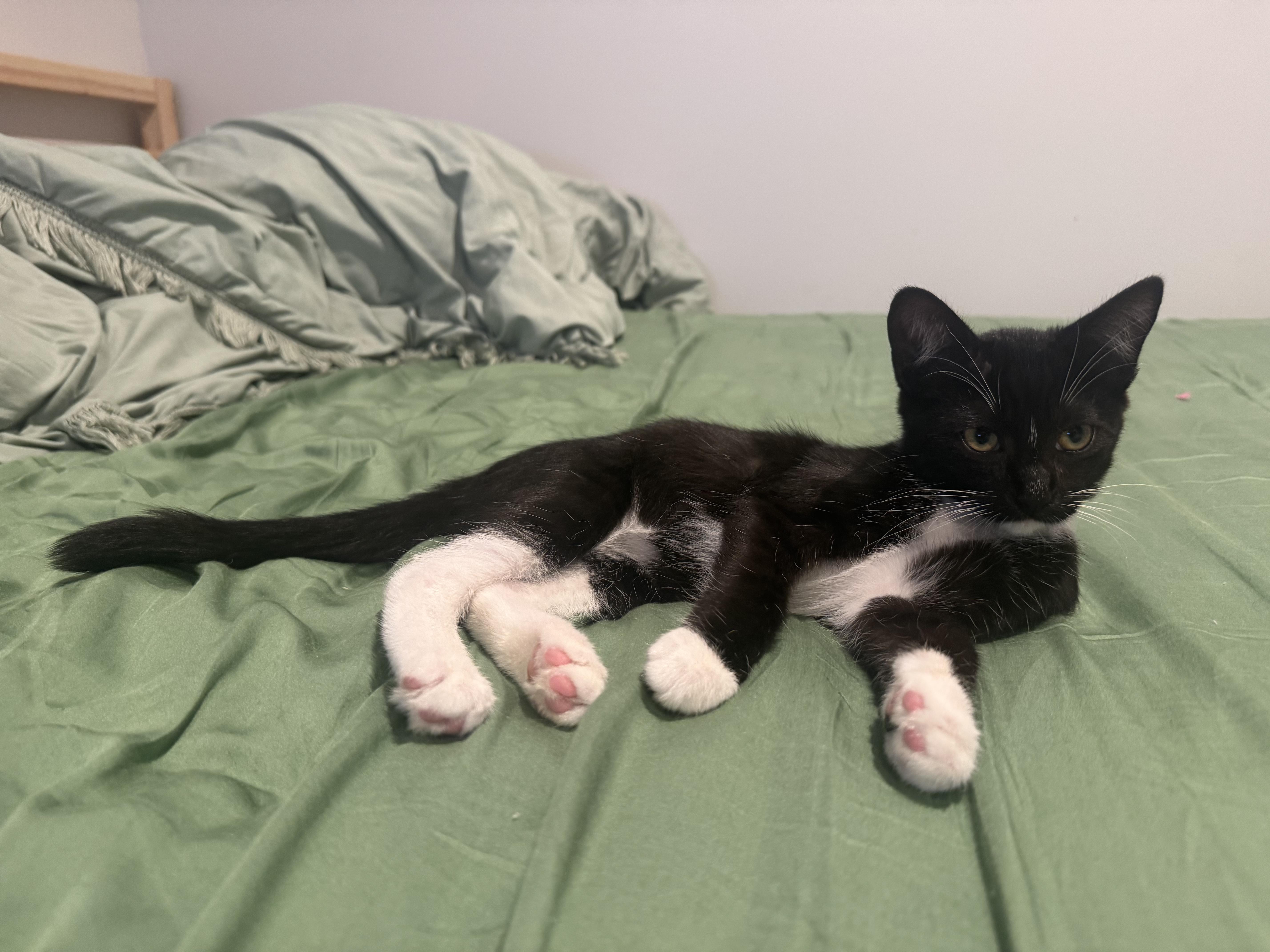 A baby large-sized male Black & White / Tuxedo Domestic Short Hair cat named Bob for adoption in Los Angeles, CA