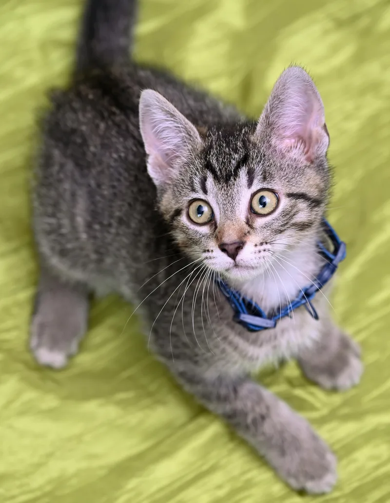 A baby medium-sized male Tabby (Gray / Blue / Silver) Tabby cat named Biscoff for adoption in Chattanooga, TN
