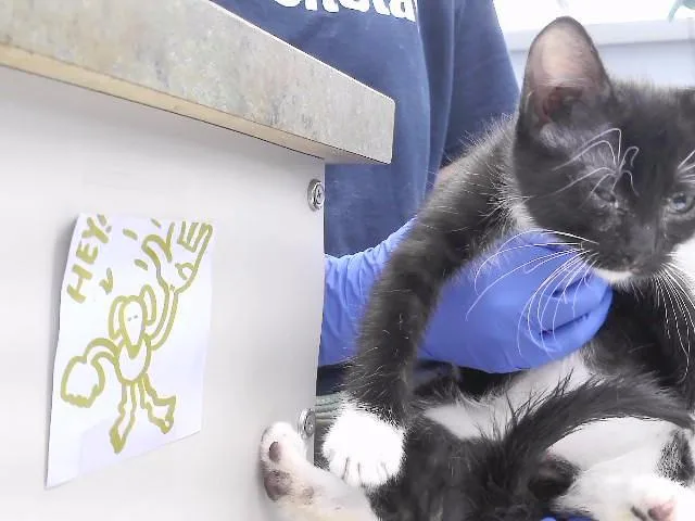 A baby small-sized female Domestic Short Hair cat named Rain for adoption in Omaha, NE
