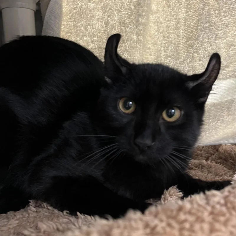 A baby medium-sized male Black Domestic Short Hair cat named Mothman for adoption in York, PA