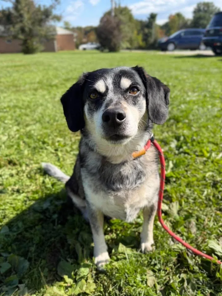 An adult medium-sized male Tricolor (Brown, Black, & White) Beagle dog named Boone for adoption in Wooster, OH