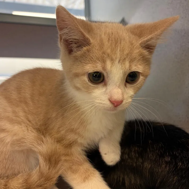 A baby small-sized male Torbie Domestic Short Hair cat named Rory for adoption in Red House, WV