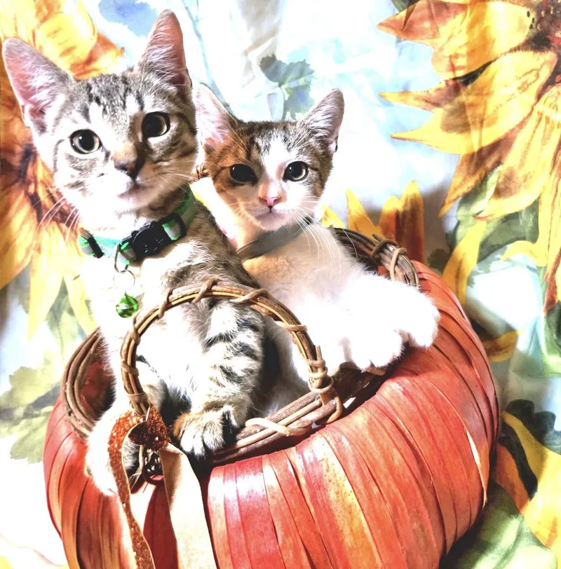 A young medium-sized male Domestic Short Hair cat named Tim and Cole for adoption in Kenhorst, PA