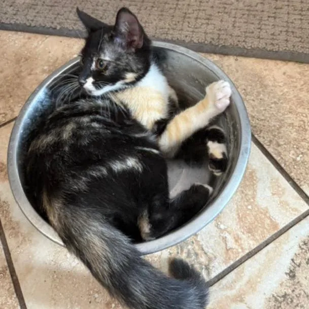 A baby small-sized female Black Domestic Short Hair cat named Briana for adoption in San Antonio, TX