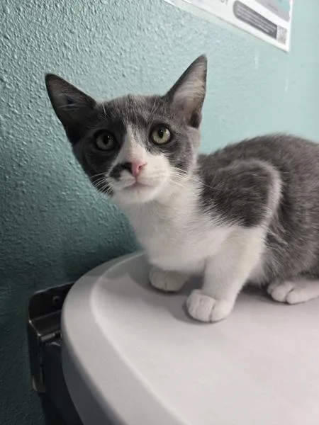 A baby small-sized male Domestic Short Hair cat named Zip Line for adoption in Sherwood, OR