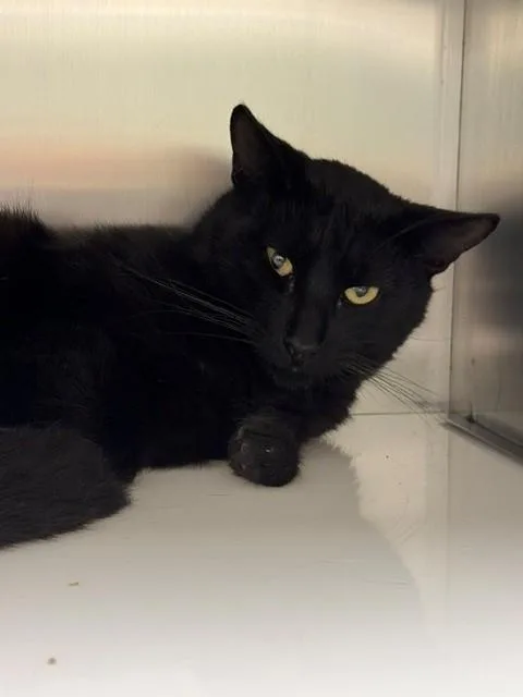 An adult medium-sized male Domestic Short Hair cat named Toji for adoption in Naples, FL