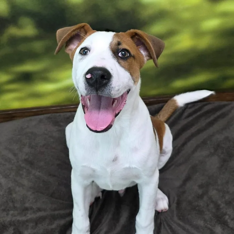 A baby medium-sized male White / Cream Mixed Breed dog named Starman for adoption in Auburn, NH