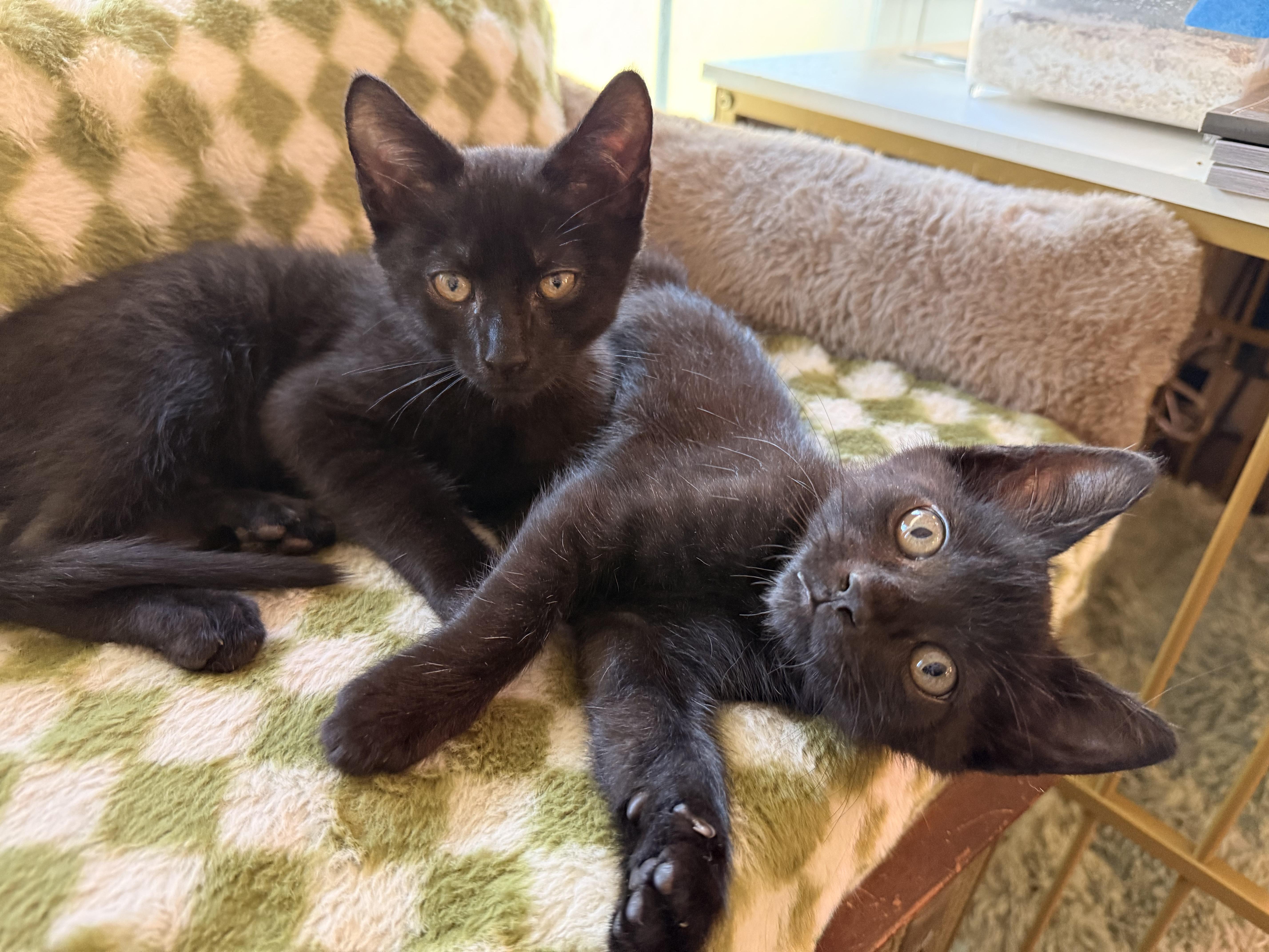 A baby medium-sized male Black Domestic Short Hair cat named Cassian and Azriel for adoption in The Dalles, OR