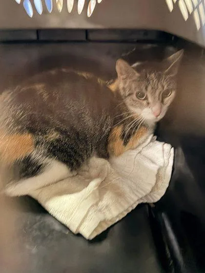 A young medium-sized female Domestic Short Hair cat named Trax for adoption in Hobart, IN
