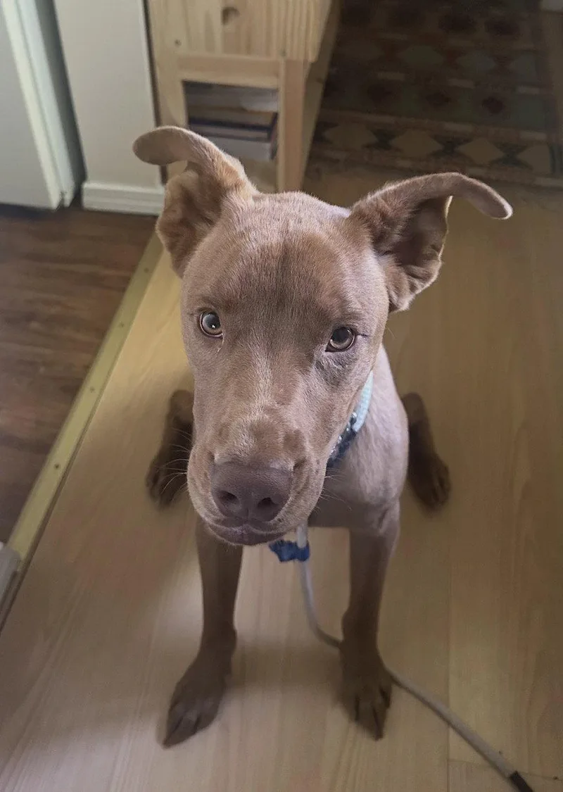 A young medium-sized male Pit Bull Terrier dog named Rookie for adoption in Bothell, WA
