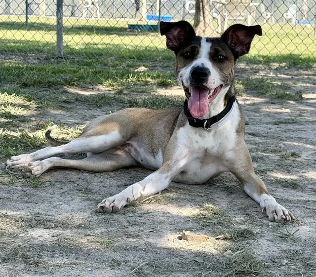 A young medium-sized female Rat Terrier dog named Angel for adoption in Conroe, TX