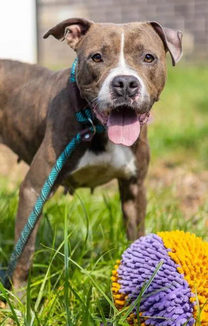 An adult large-sized female Mixed Breed dog named Seraphina for adoption in Chamblee, GA